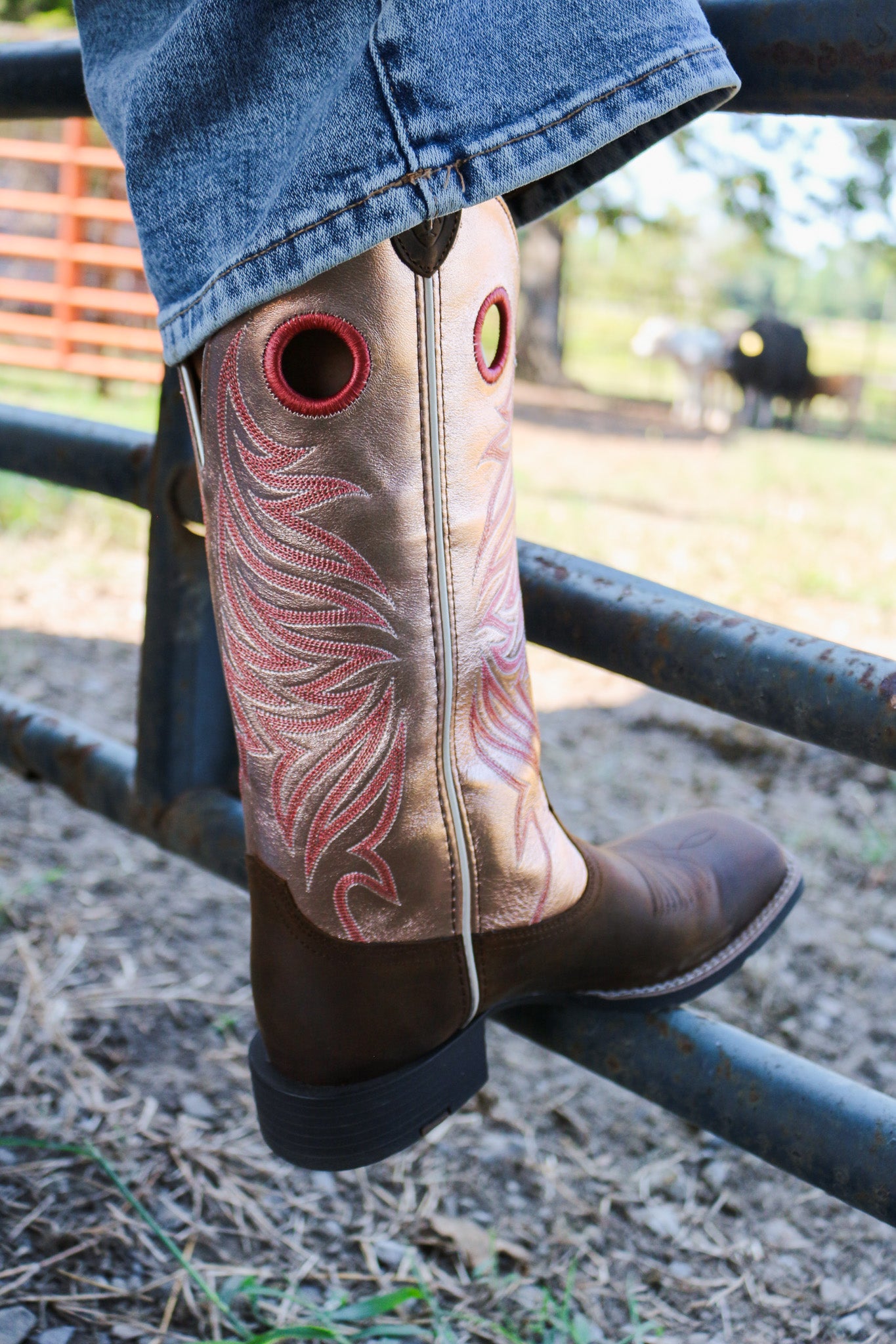 Ariat round up ryder best sale