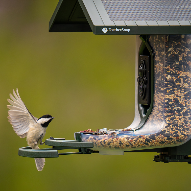 Feather Snap Scout Bird Feeder